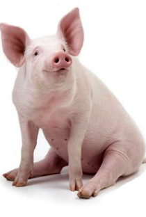 Inteligência Animal - O Porco - Poster / Capa / Cartaz - Oficial 1