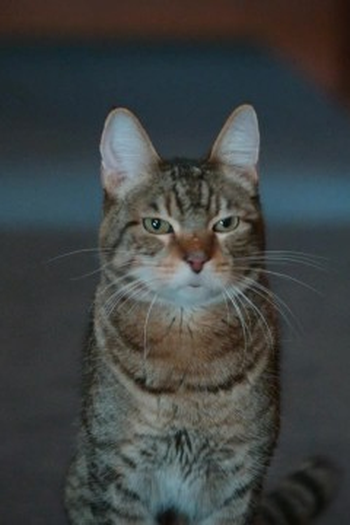 Poster de Episódio Winnifred the Wise (2021)