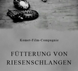 Fütterung von Riesenschlangen