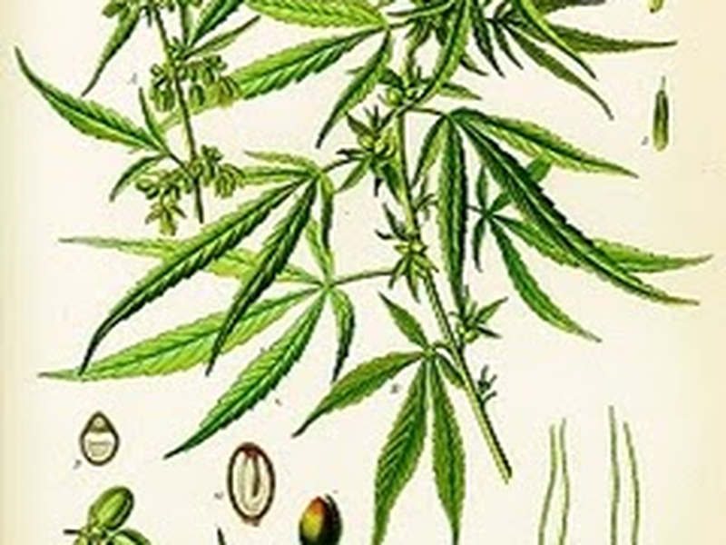 Foto 1 de Um pé de quê? Cannabis