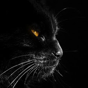 Foto de perfil de Thiago