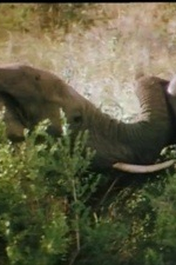 Poster de Episódio Südafrika (1993)