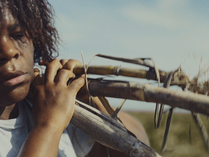 Foto 1 de Casca de Baobá