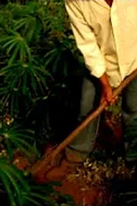 Hoyeno Koituketi - Homem Trabalhador (Hoyeno Koituketi - Homem Trabalhador)