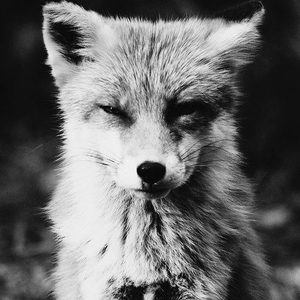 Foto de perfil de Sam