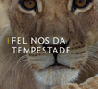 Felinos da Tempestade