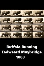 Buffalo Running (Buffalo Running)