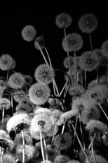 Dark Garden (Dark Garden)