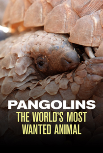 The BBC: Natural World - Pangolins: The World's Most Wanted Animal - Poster / Capa / Cartaz - Oficial 1
