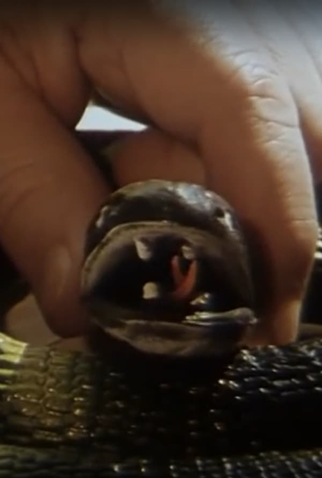 Poster 1 de Curta Hobby (2000)