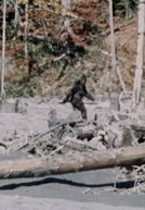 Bigfoot (Patterson-Gimlin Film)