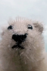 Pizzly Bear (Pizzly Bear)