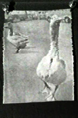 The Meaning of Various News Photos to Ed Henderson (The Meaning of Various News Photos to Ed Henderson)