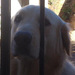 Foto de perfil de Sérgio Salles