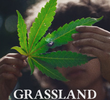 Grassland