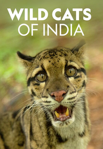 Gatos Selvagens da Índia (Wild Cats of India)