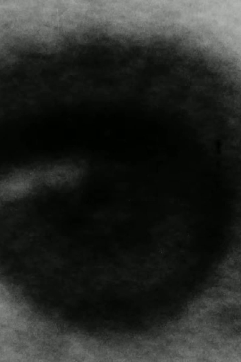 Poster de Curta Daisy (1964)