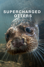 The BBC: Natural World - Supercharged Otters (The BBC: Natural World - Supercharged Otters)