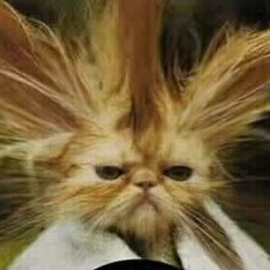Foto de perfil de yuli