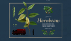 Hornbeam - BIFA Longlisted Short // Official Teaser