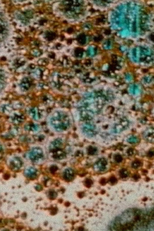 The Galilean Satellites: Callisto (The Galilean Satellites: Callisto)