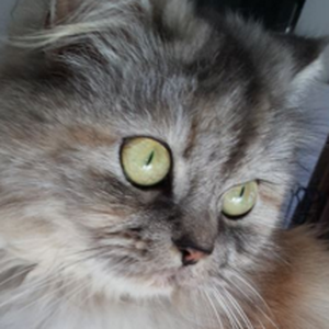 Foto de perfil de Yuri Peter