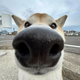 inu