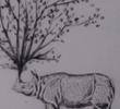 Rhinomorphose