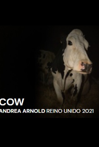 Poster 2 de Filme Cow (2022)