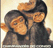 Discovery Channel: Chimpanzes do Congo - O Caminho para Liberdade