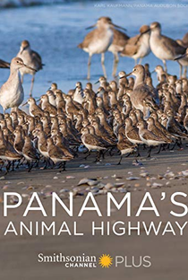 Panamá - Rota Animal - Poster / Capa / Cartaz - Oficial 1
