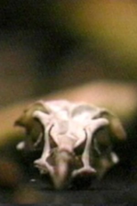 Site/Recite (a prologue) (Site/Recite (a prologue))