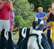 Penguin Town