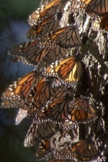 Poster de Episódio Insects (2009)