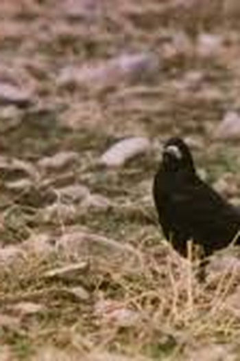  de Curta Oisin (1970)