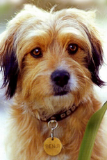 Benji