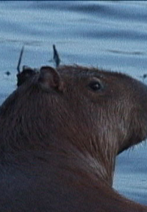Capivara! (Capivara!)