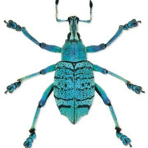 Foto de perfil de Blue Beetle