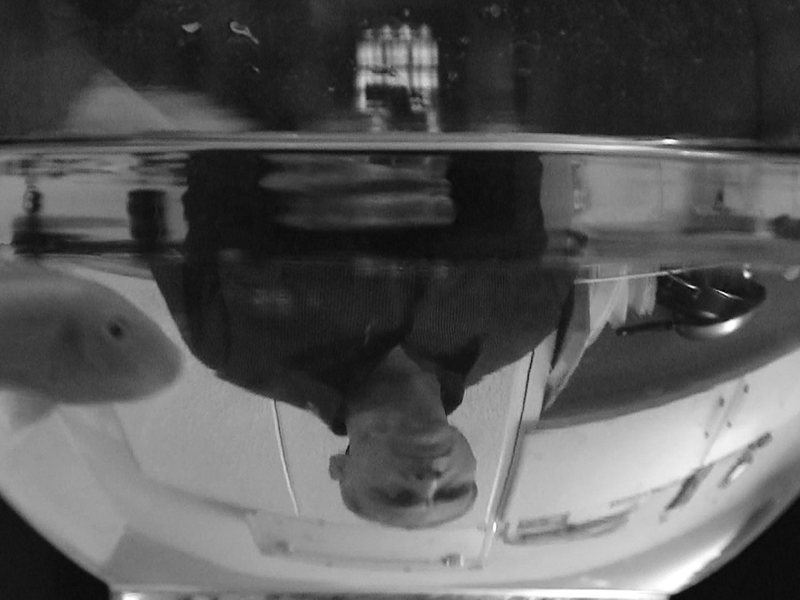 Foto 9 de The Fish and I