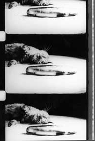 Poster 1 de Curta Cat Food (1969)