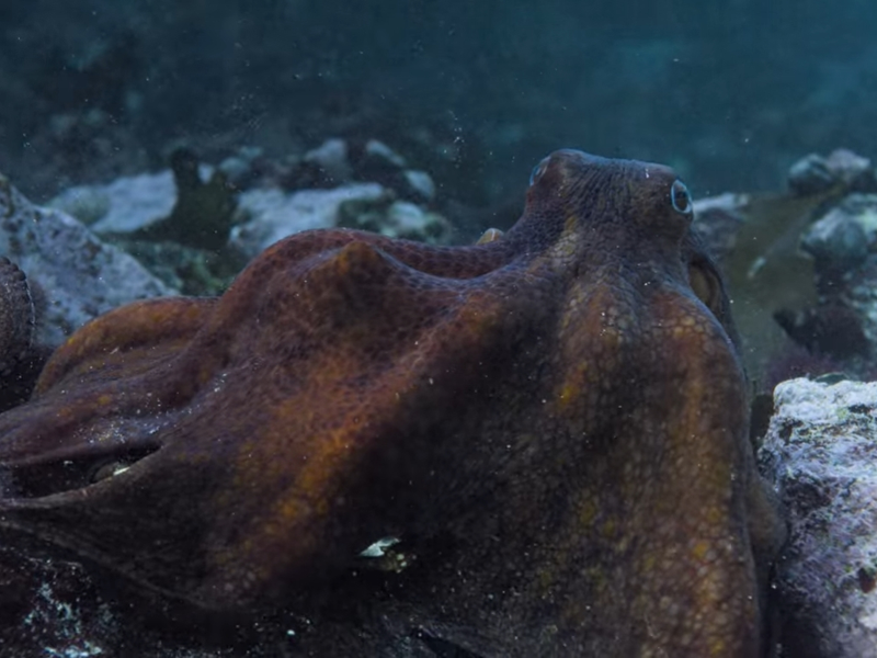 Foto 7 de Professor Polvo