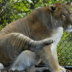 Foto de perfil de Liger