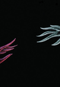 Balançando na Gangorra (Balançando na Gangorra)