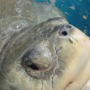 Foto de perfil de Lixini lixionzo