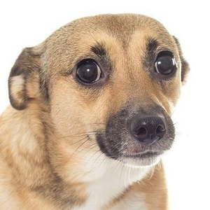Foto de perfil de caramelo_
