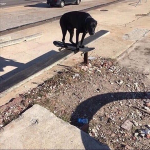 Foto de perfil de Luis Guilherme dos Santos