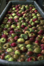 Making Apple Juice (Keltern)