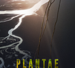 Plantae