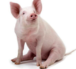 Inteligência Animal - O Porco