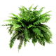 cianopolis
